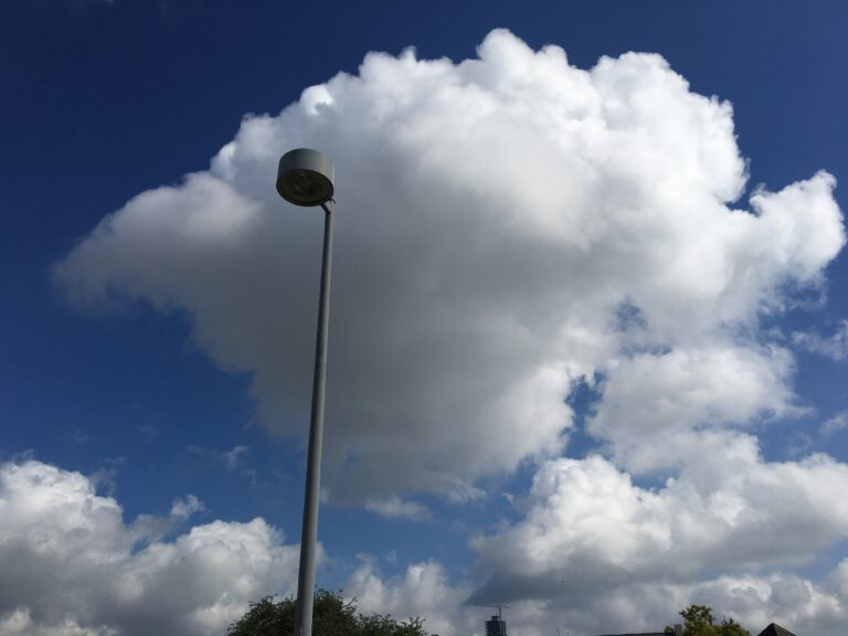 Gorillas In The Mist