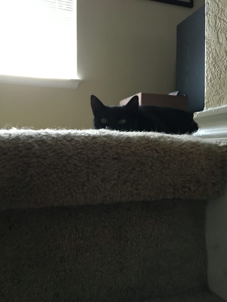 Stair Panther