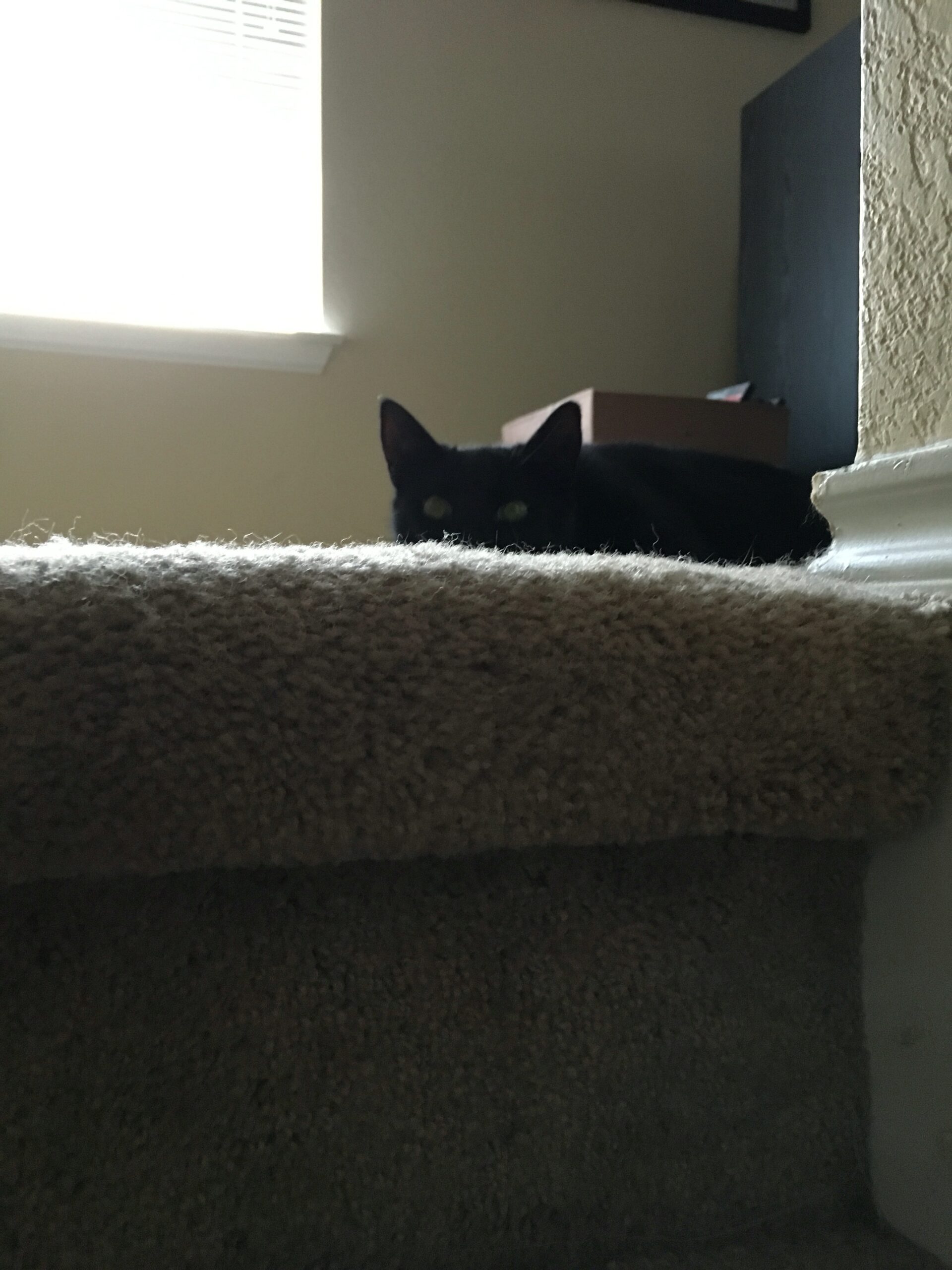 Stair Panther