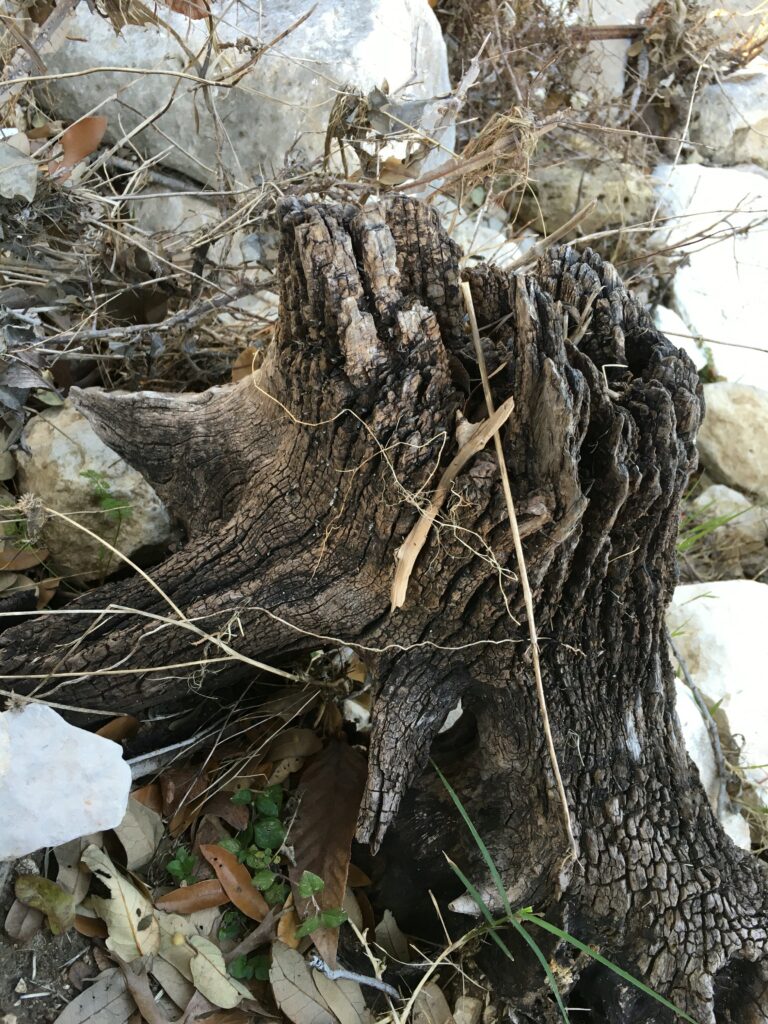 Tree Stump