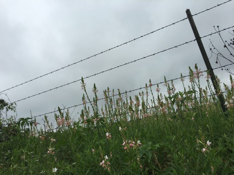 Flowers & Fence