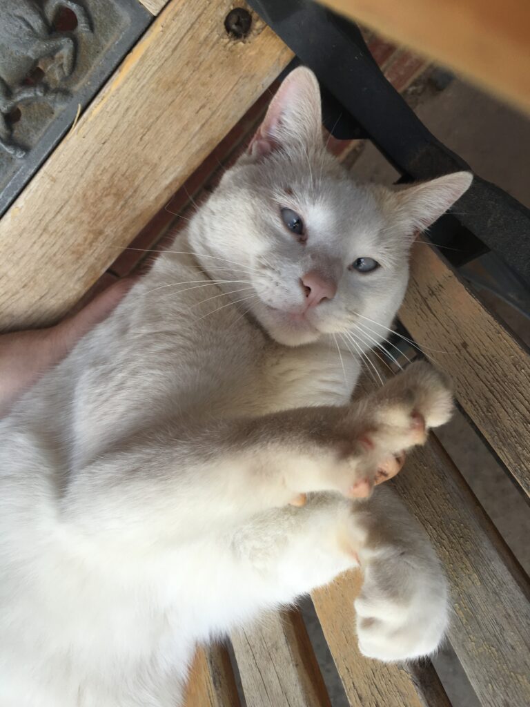 Eyes of the Deaf Tiger