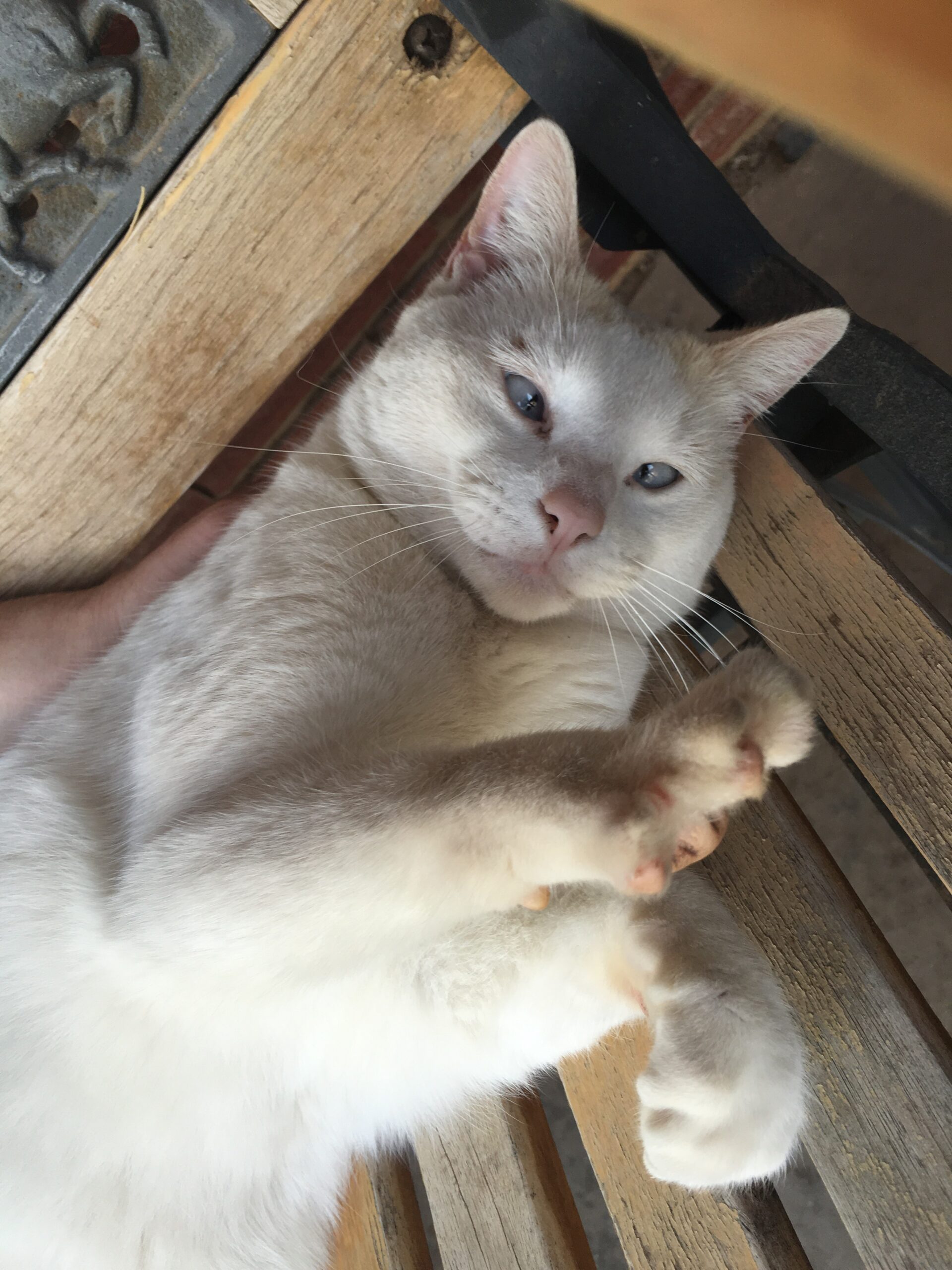 Eyes of the Deaf Tiger