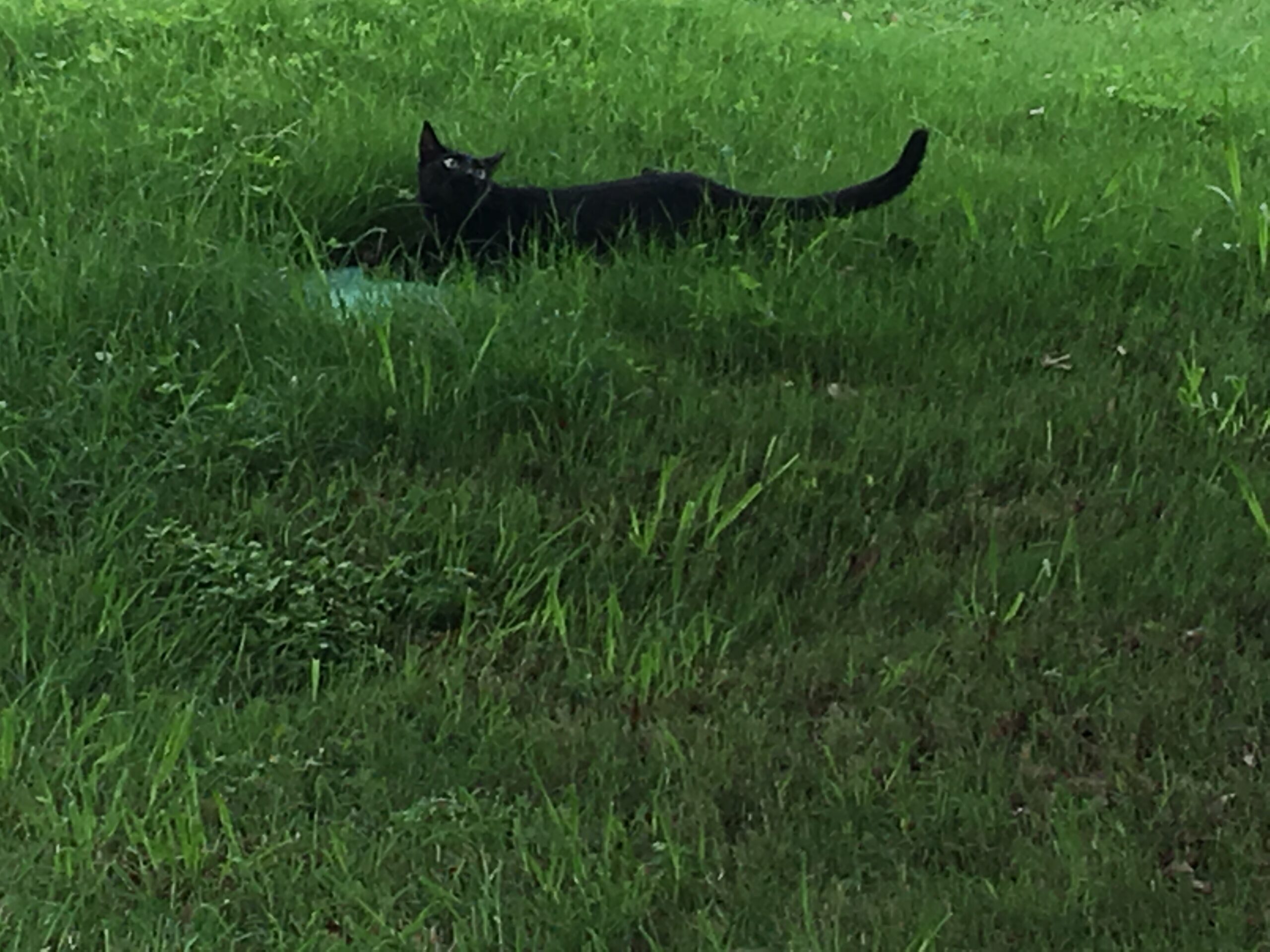 Yard Panther