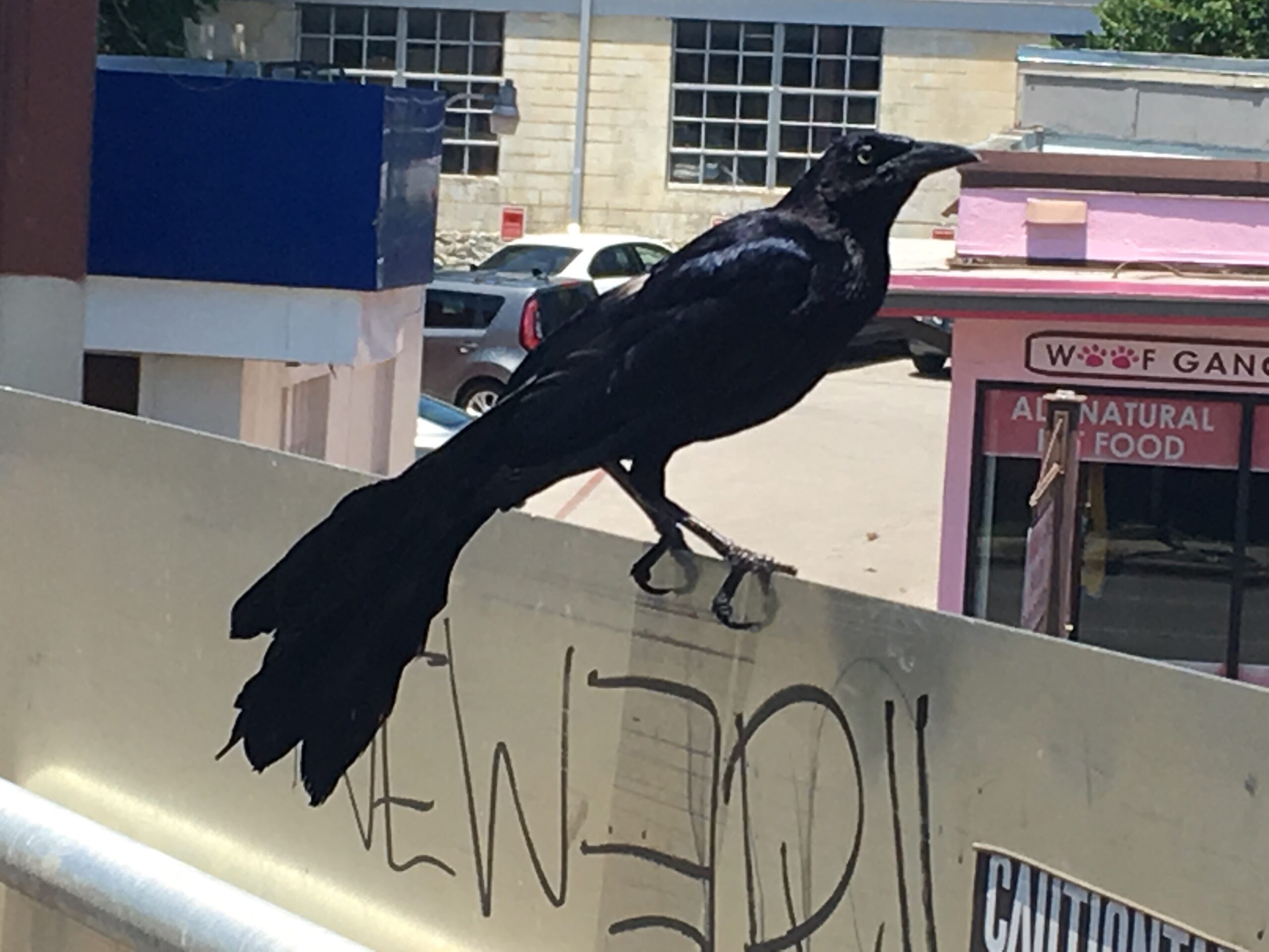 Grackle On Sign