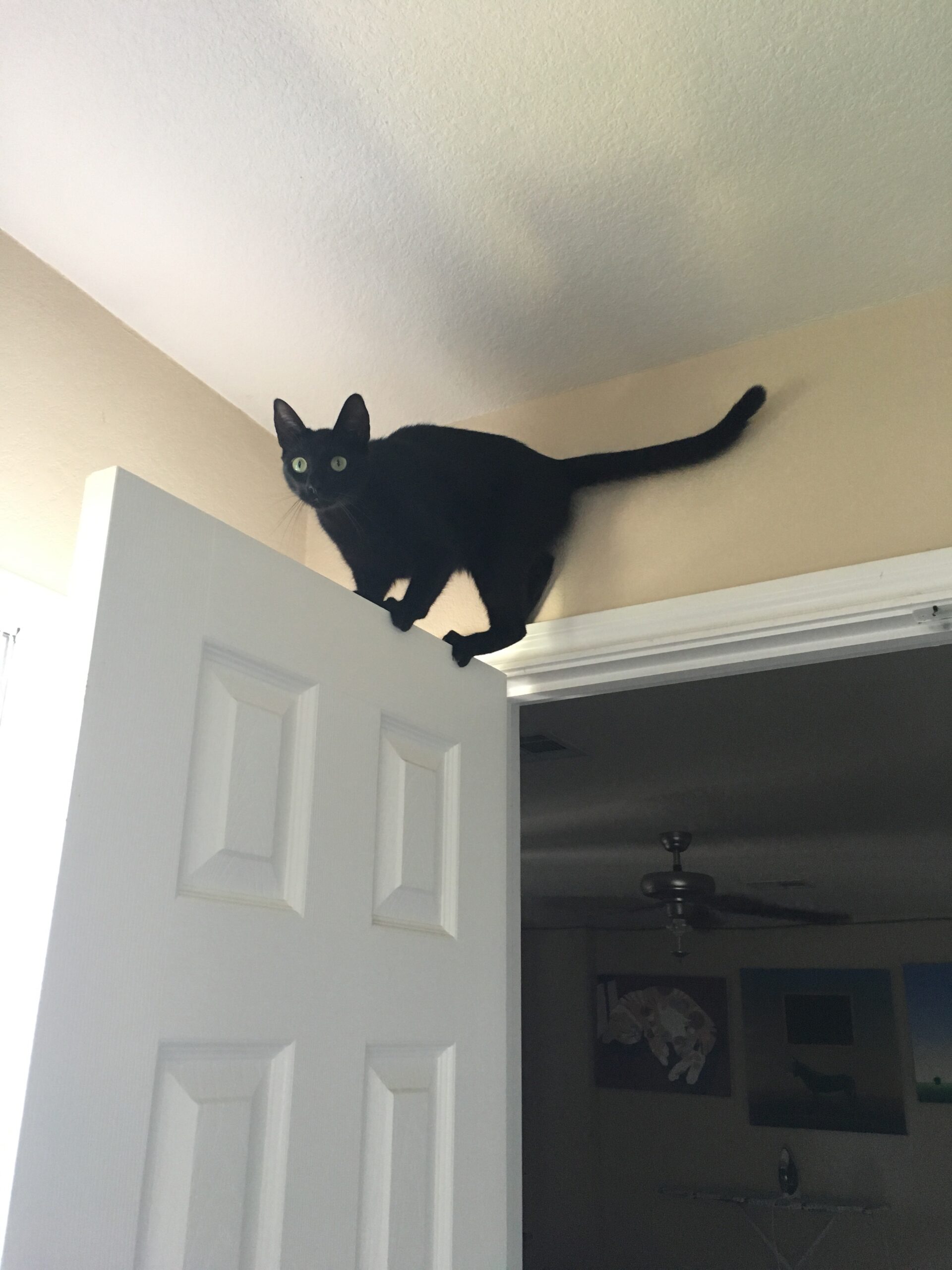 Cat On Door