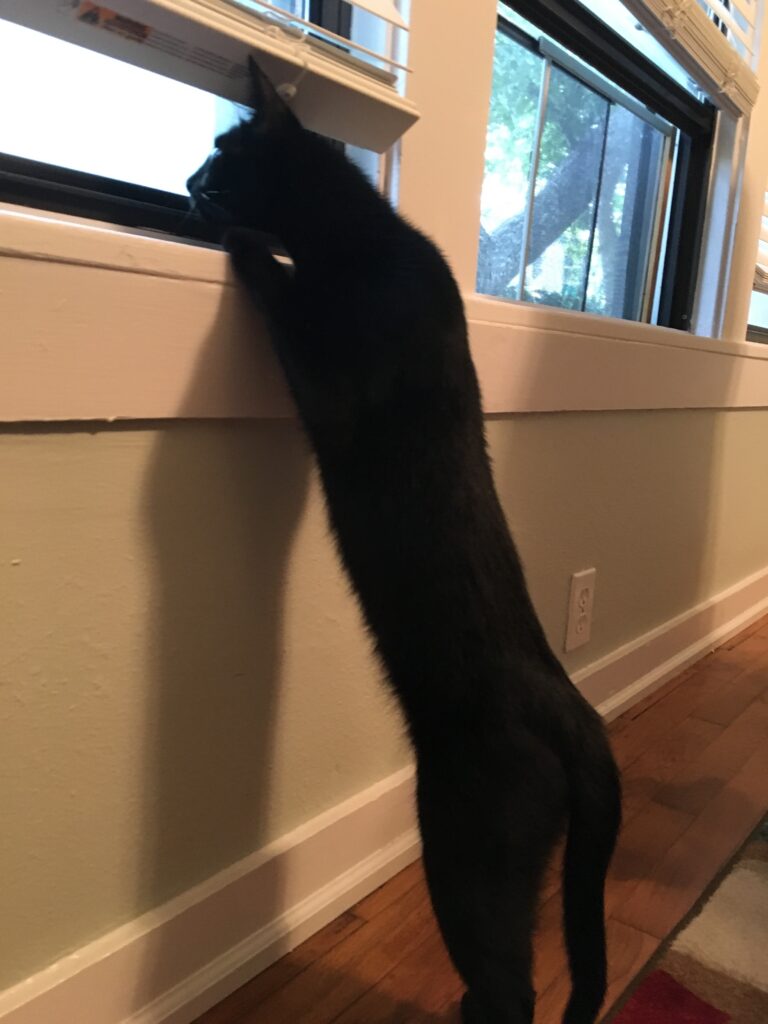 Cat TV