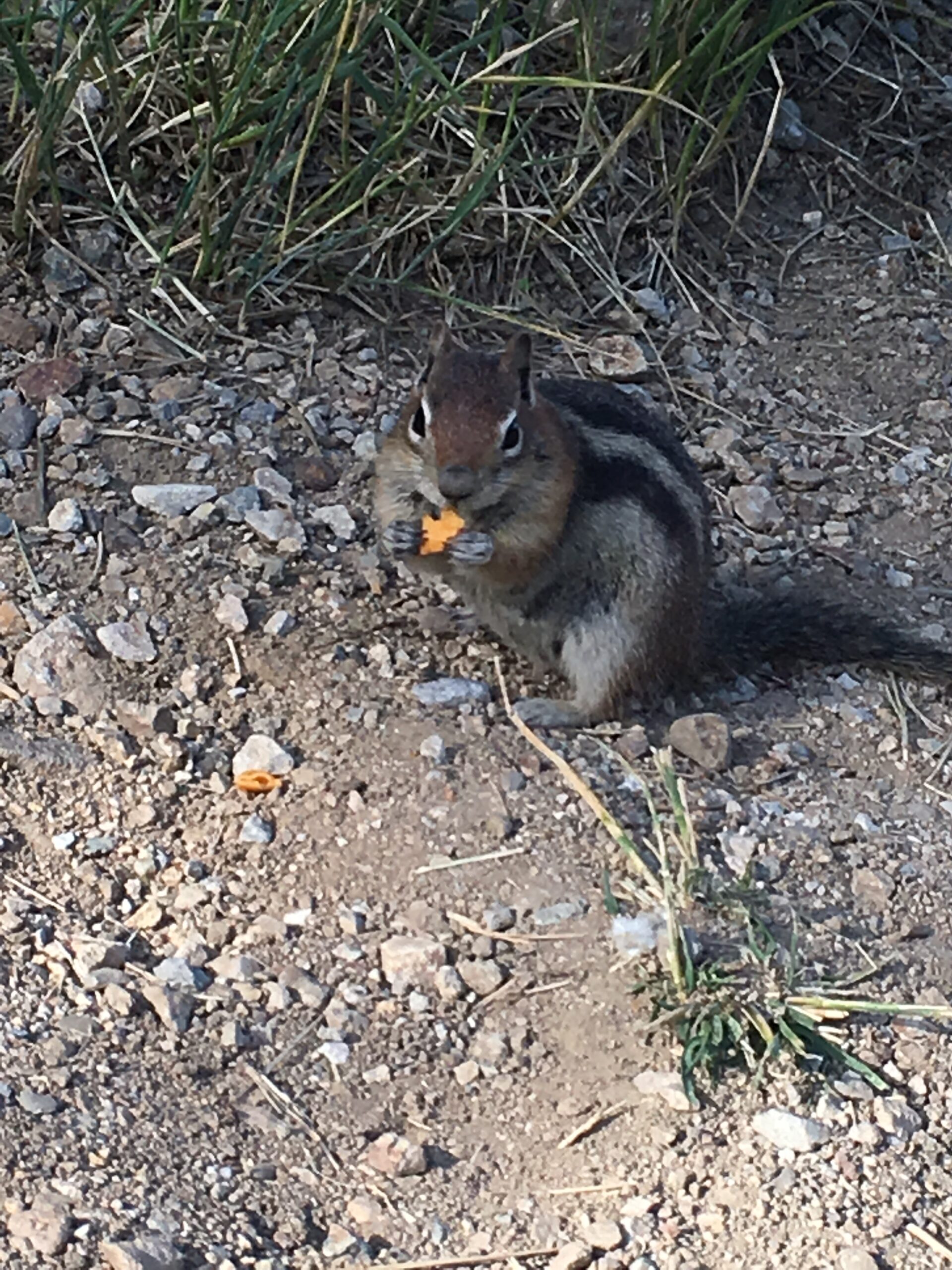 Chipmunk Eating Crackers