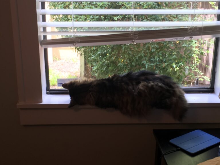 Sideways Window Cat