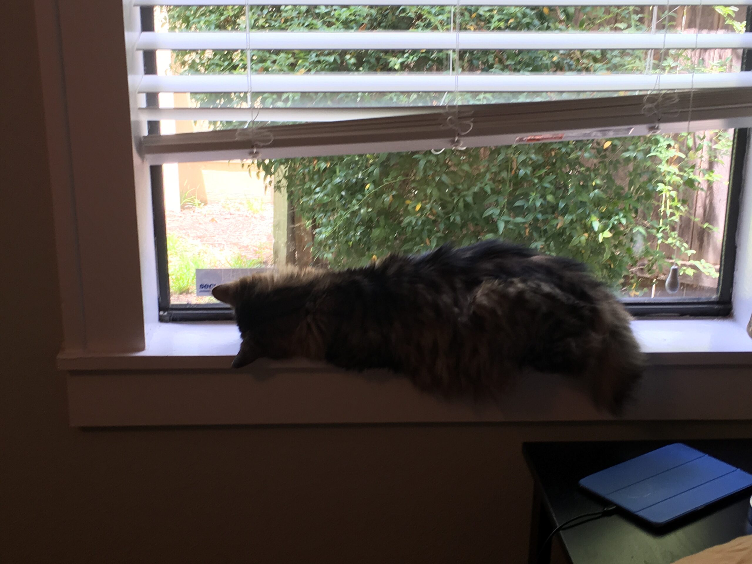 Sideways Window Cat