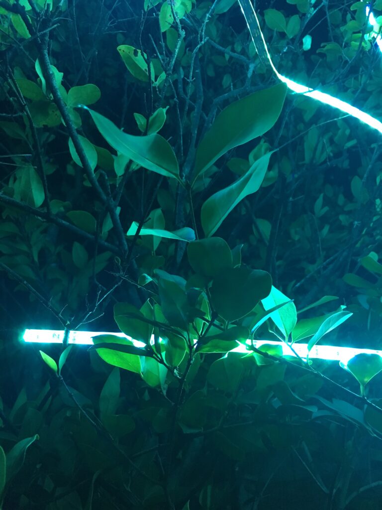 Lights in Tree