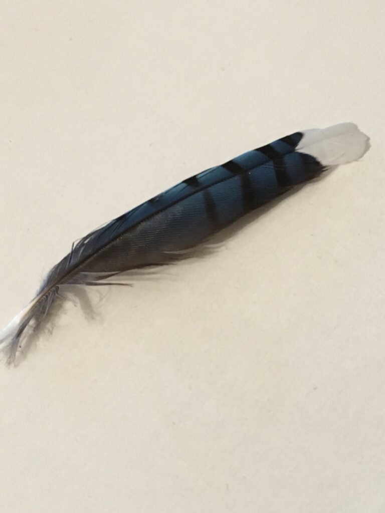 Feather