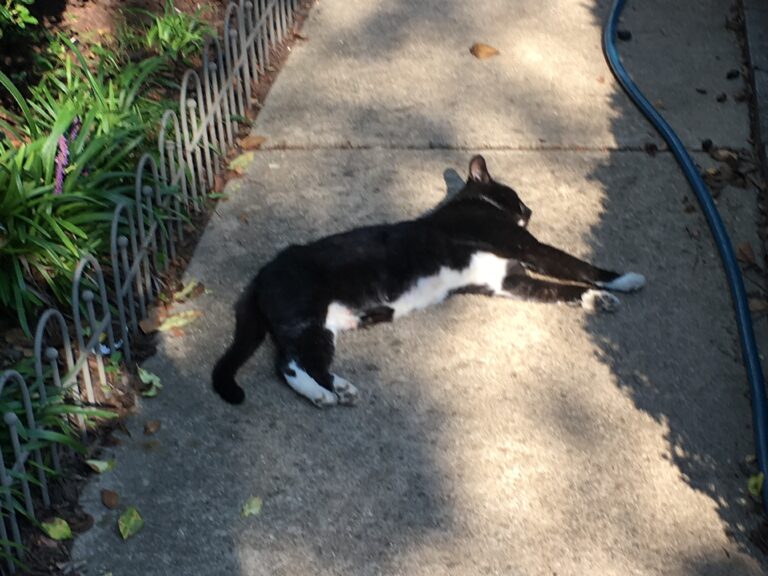 It Fell From the Sky (No Bounce)