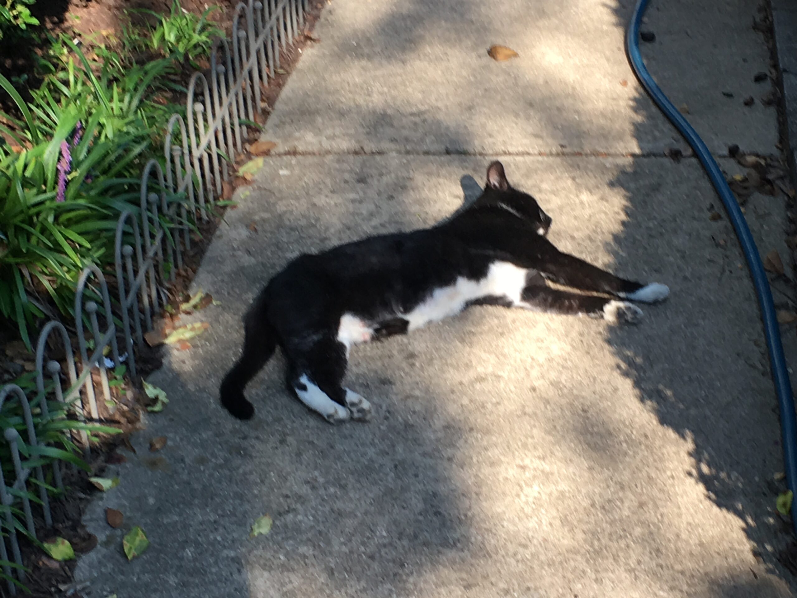 It Fell From the Sky (No Bounce)