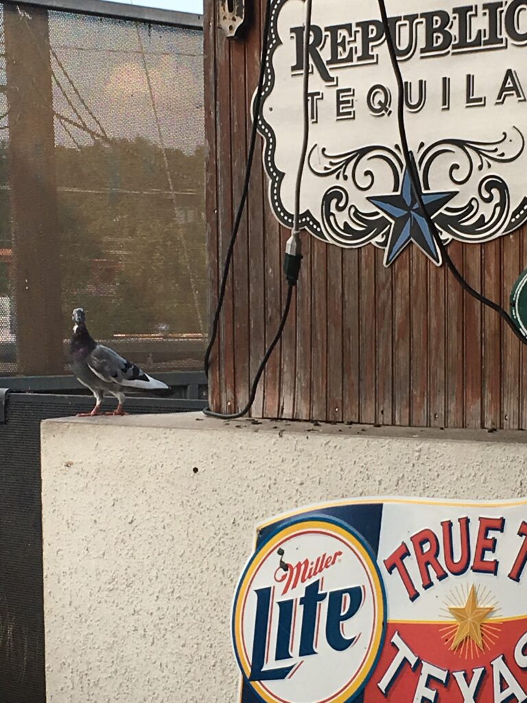 Bird at Bar