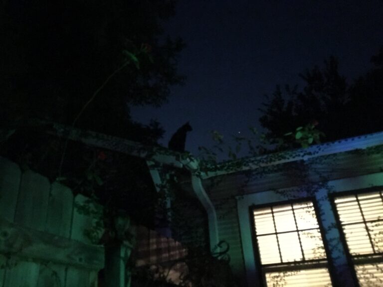 Cat On Roof