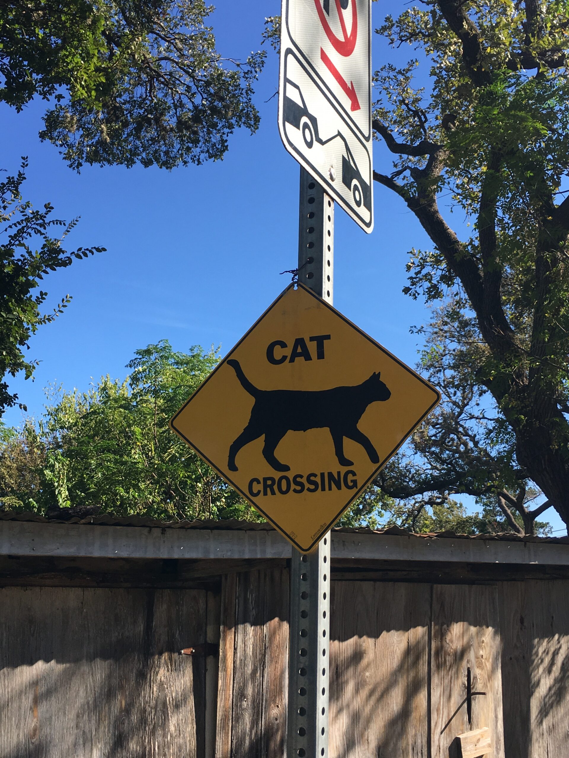 Cat Crossing