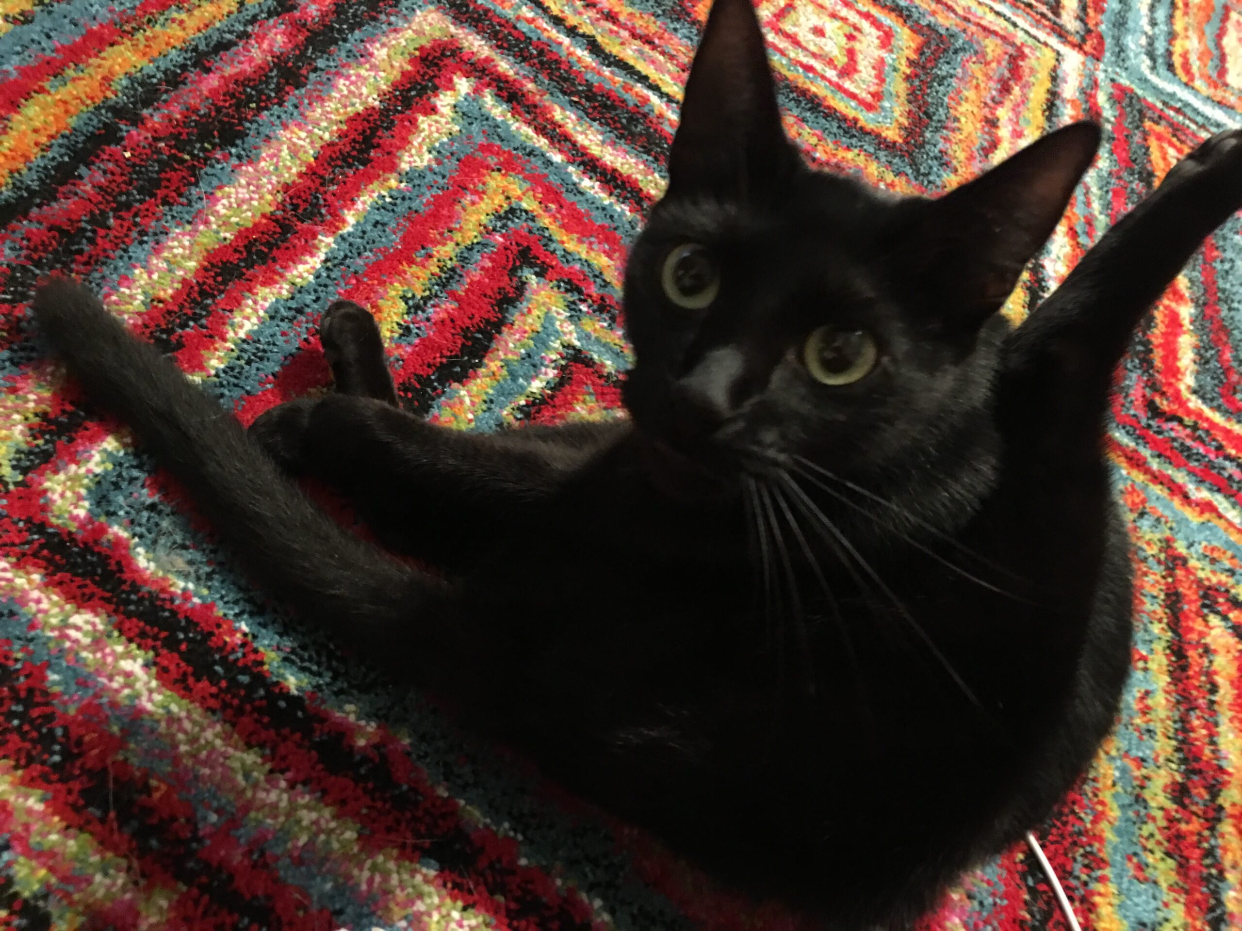 Whoops, Broke the Cat