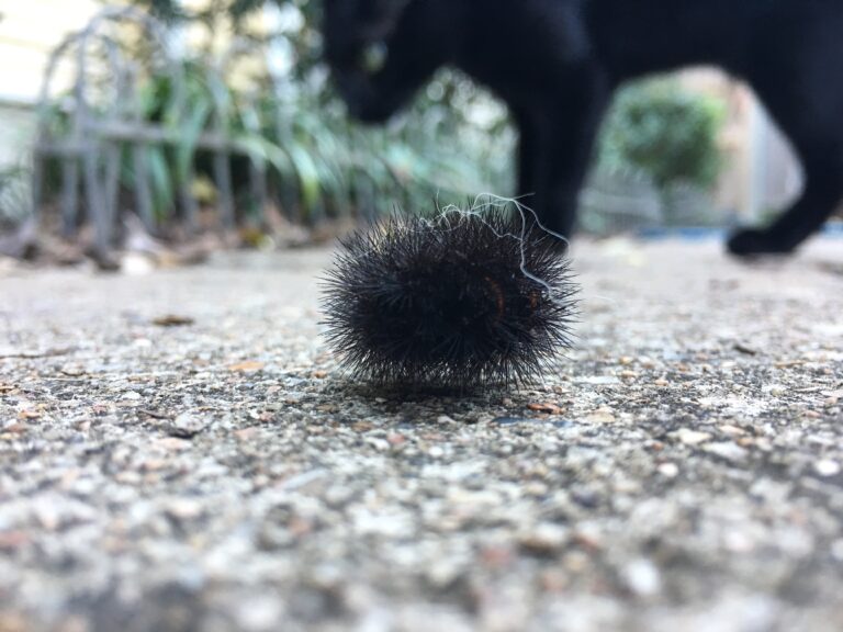 Angry, Angry Caterpillar 