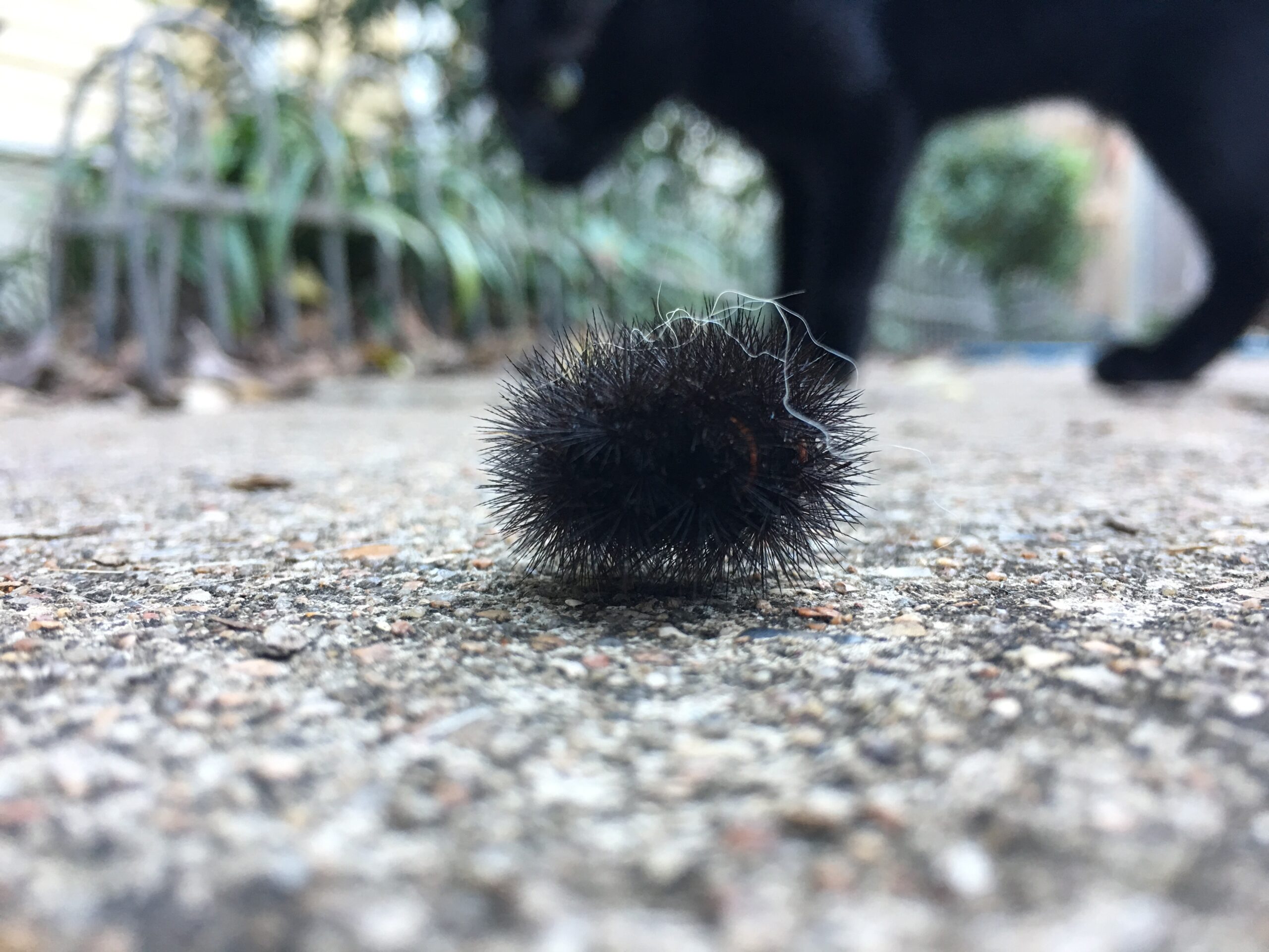 Angry, Angry Caterpillar 