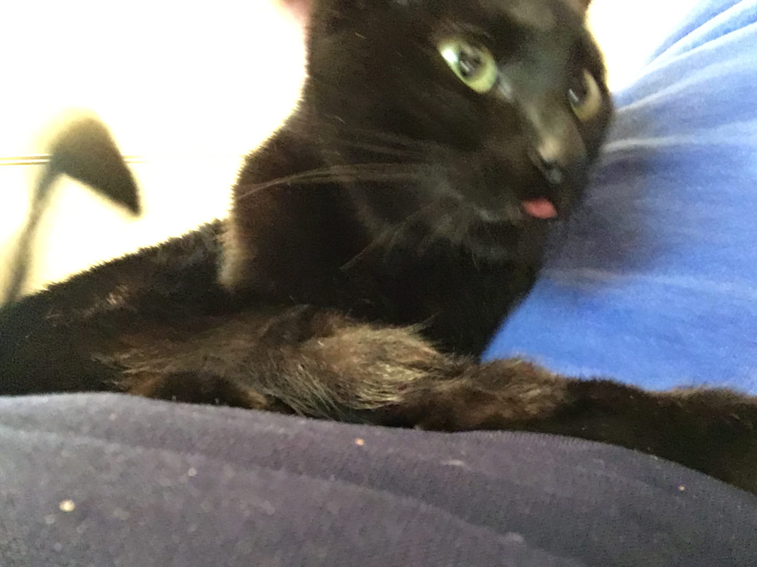 Bleppin’