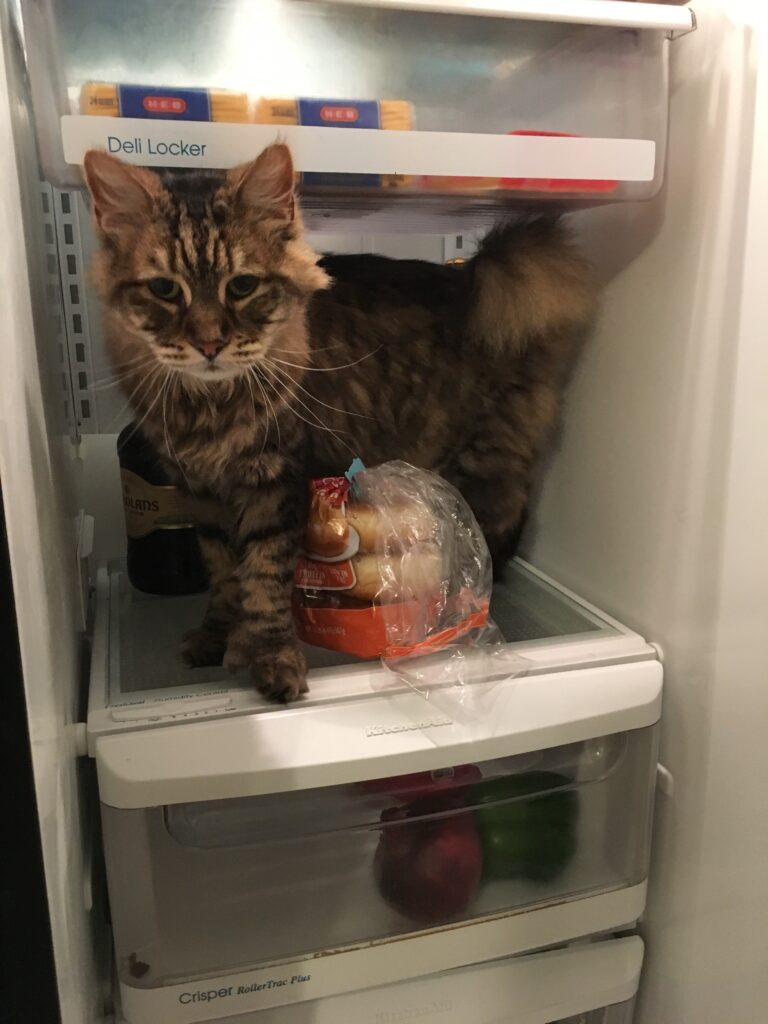 Looking for the Turkey