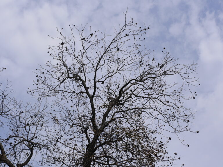Black Grackles