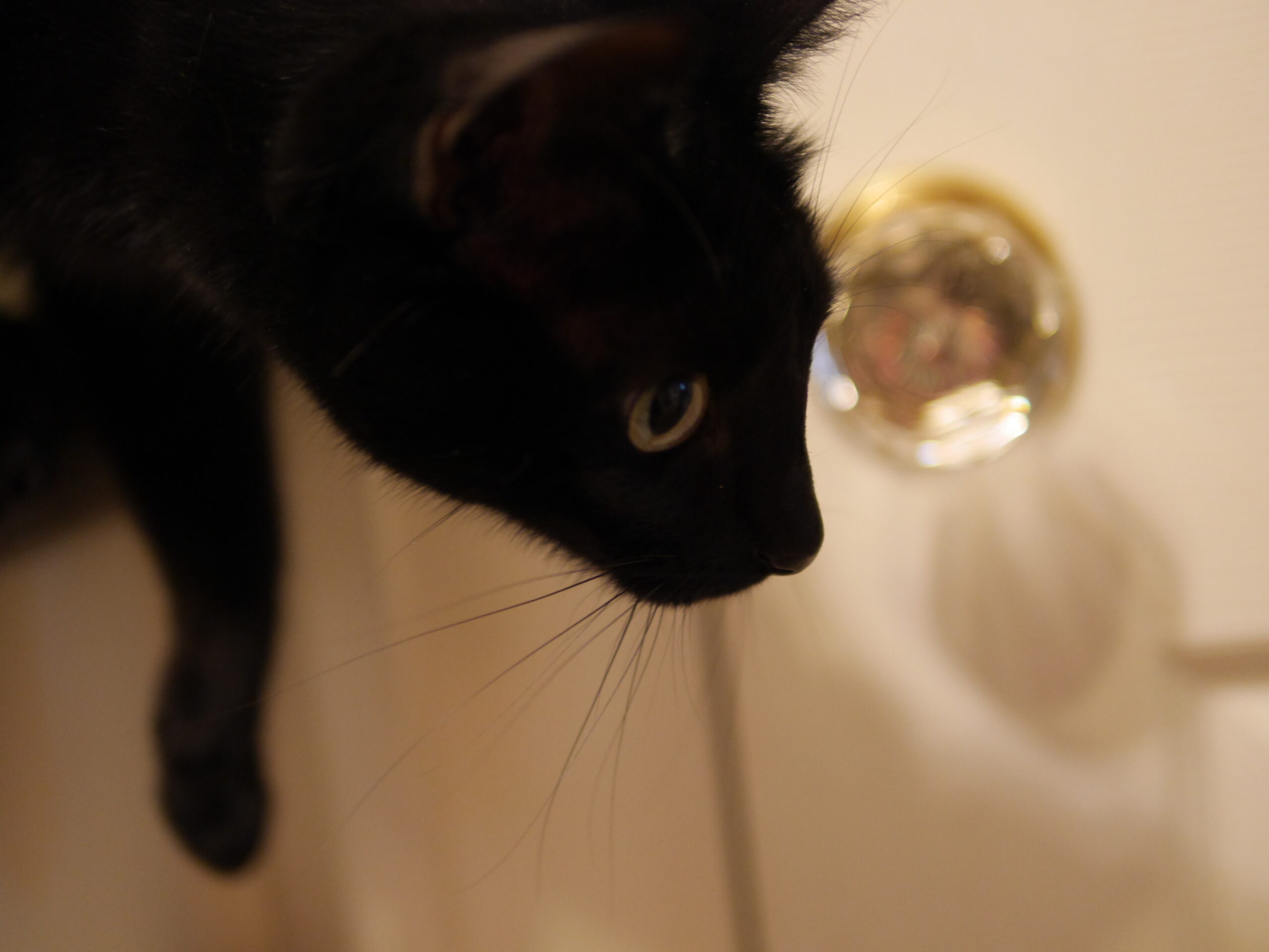 Most Likely to Attack You