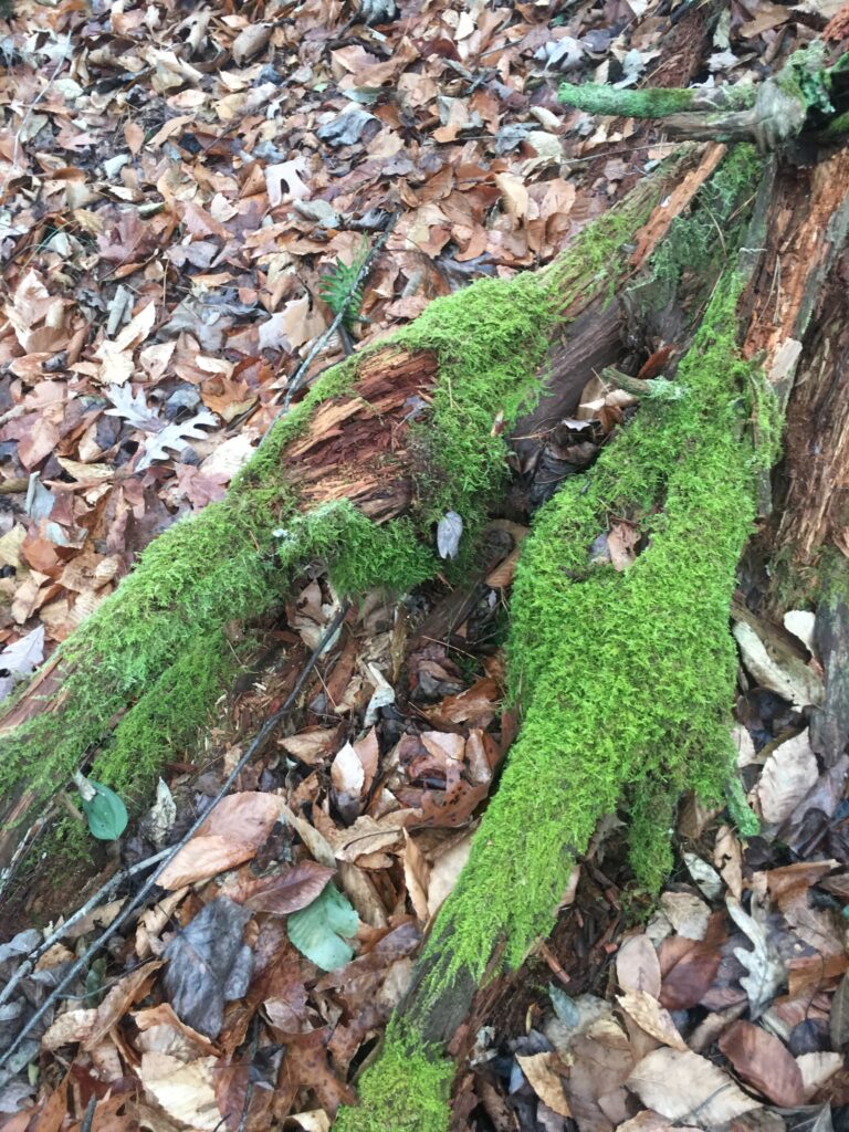 Mossy