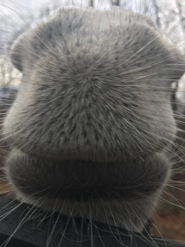 Donkey Snout
