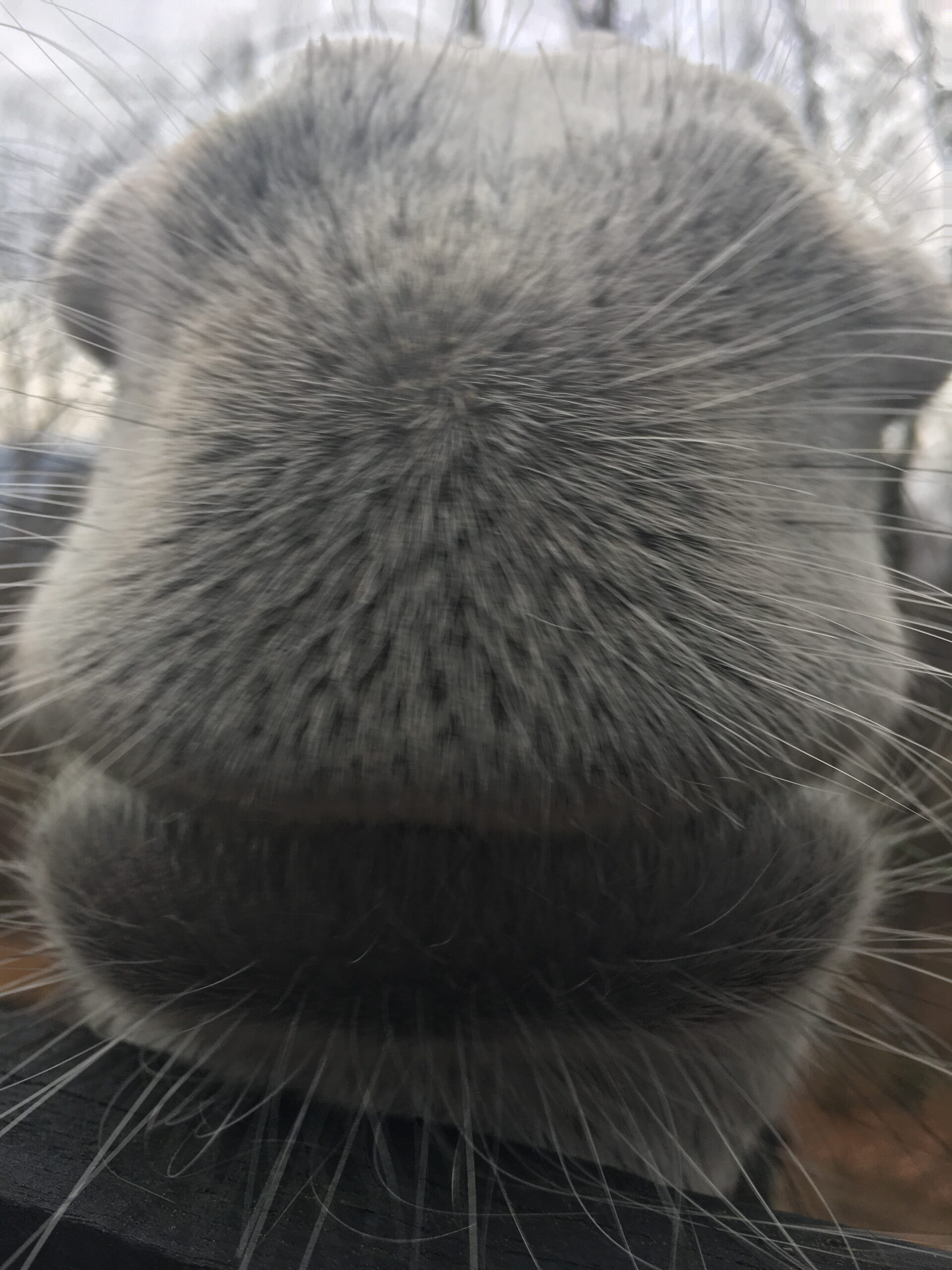 Donkey Snout