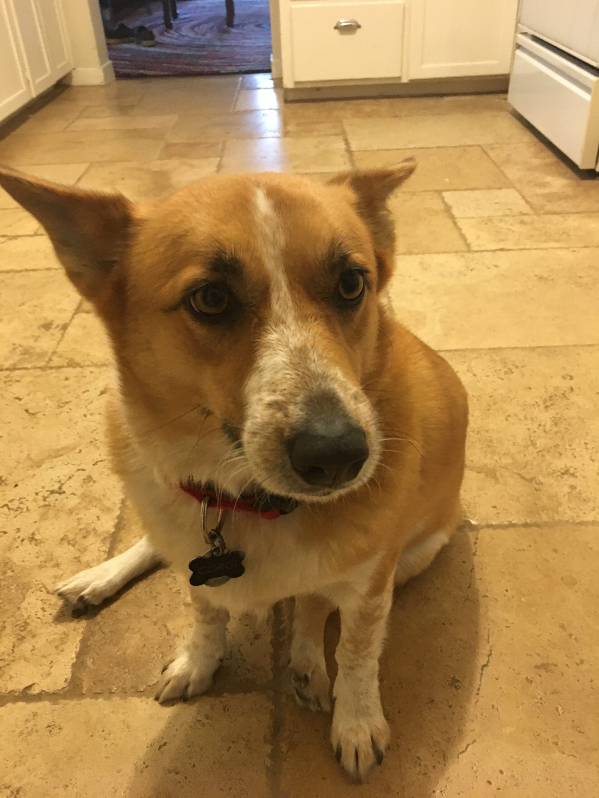 Corgi in Kitchen