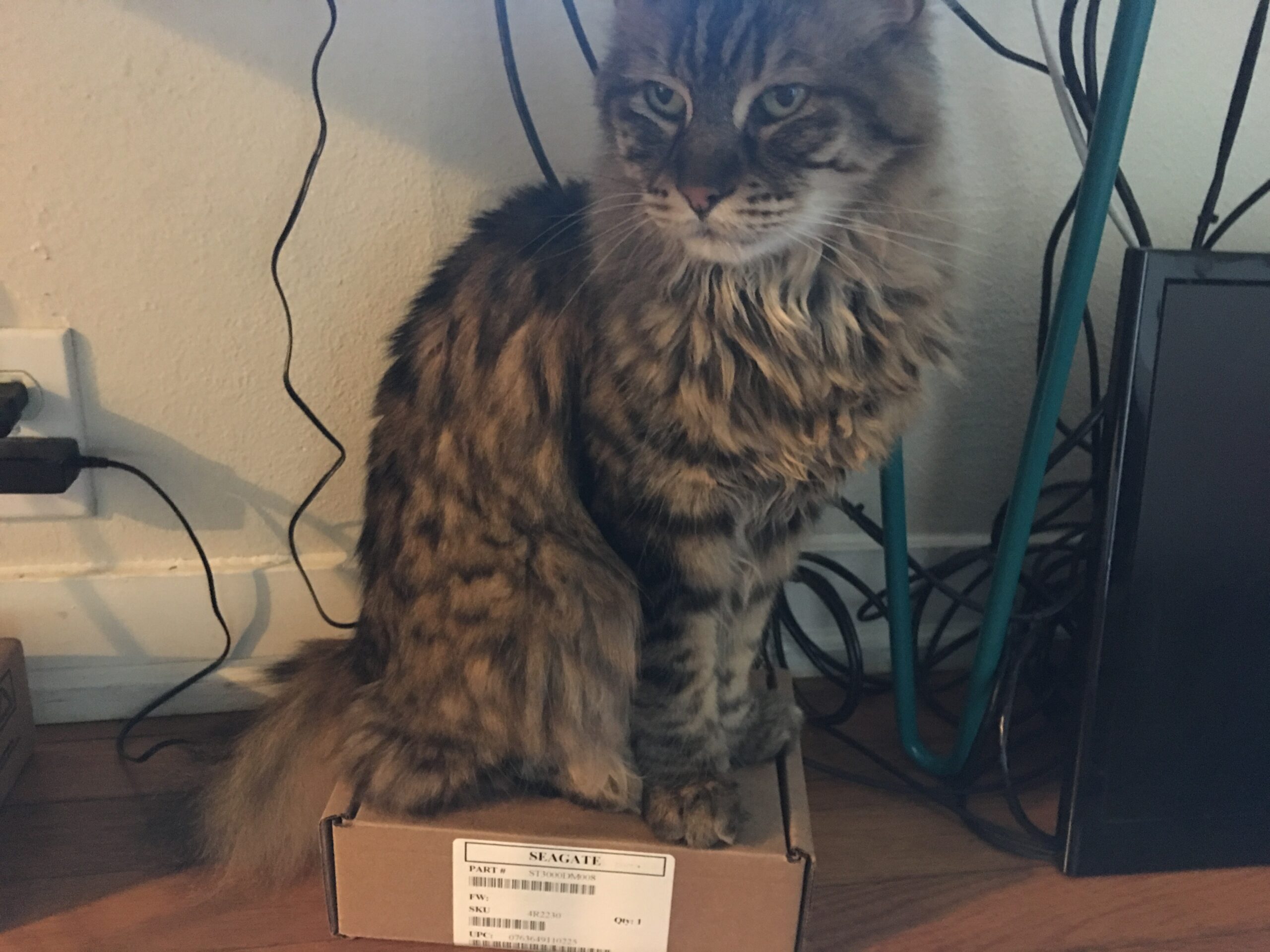 Small Brain Small Box