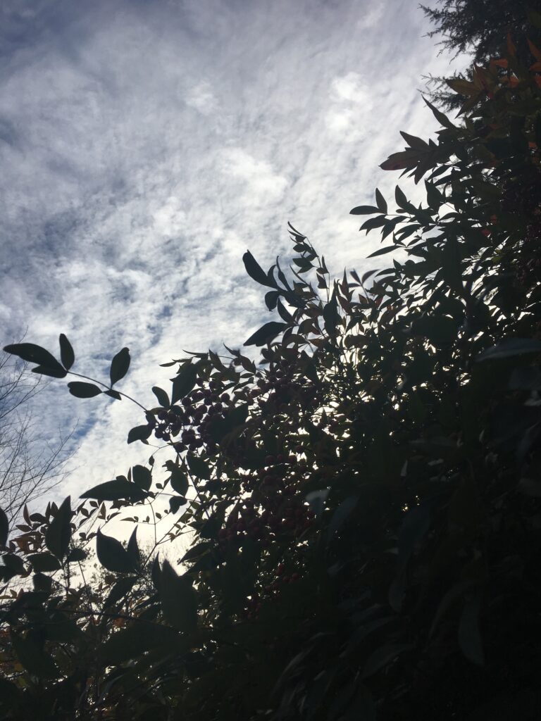 Virginia Sky and Bush