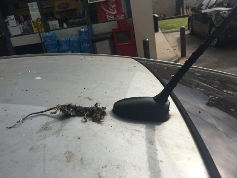 Thanks Ropes, You’re The Best..