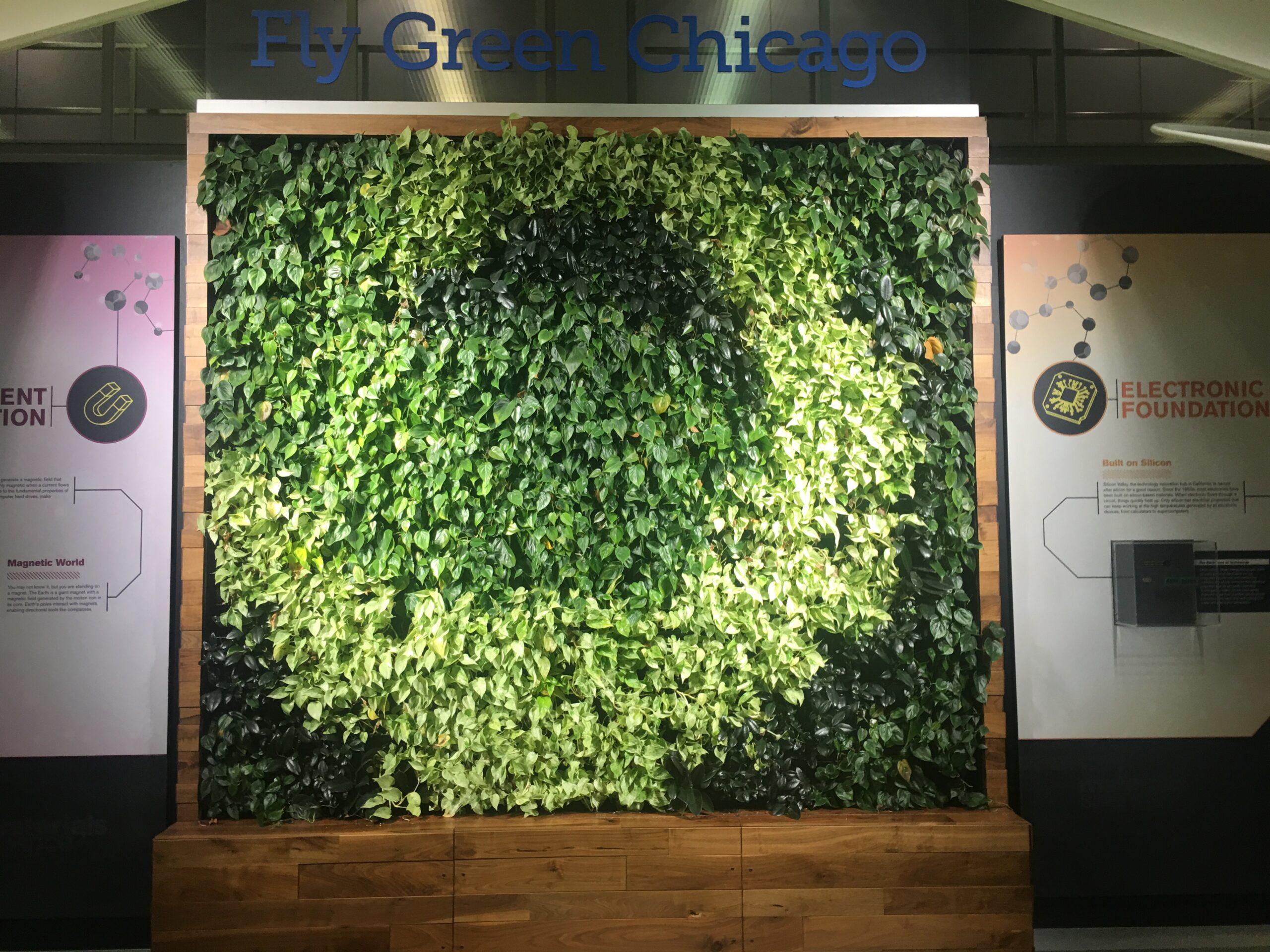 Chicago Airport Ivy