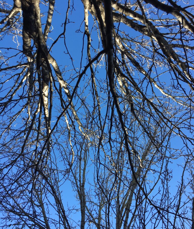 Trees Above the Hammock