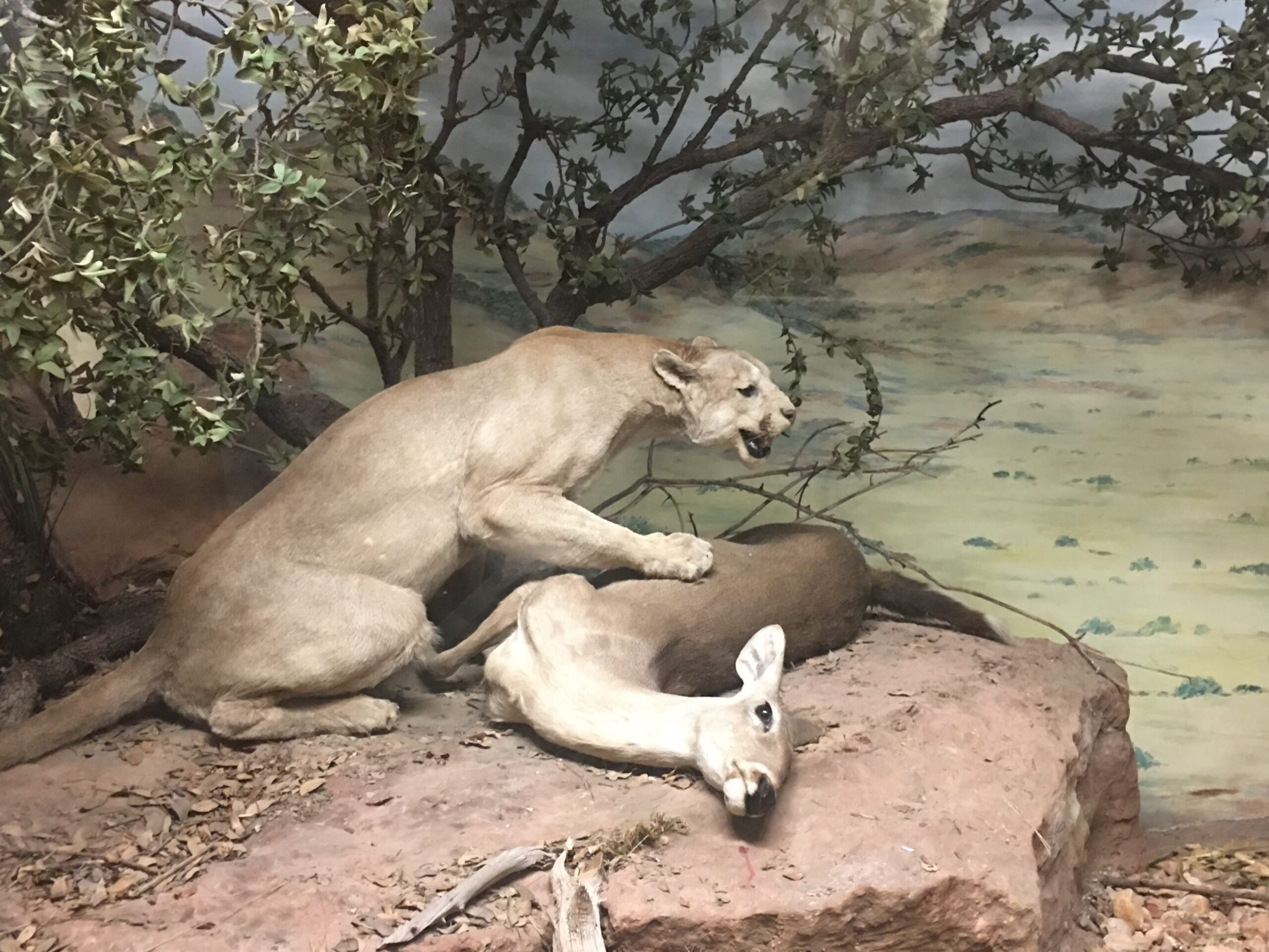 Taco Beef Dreamin’