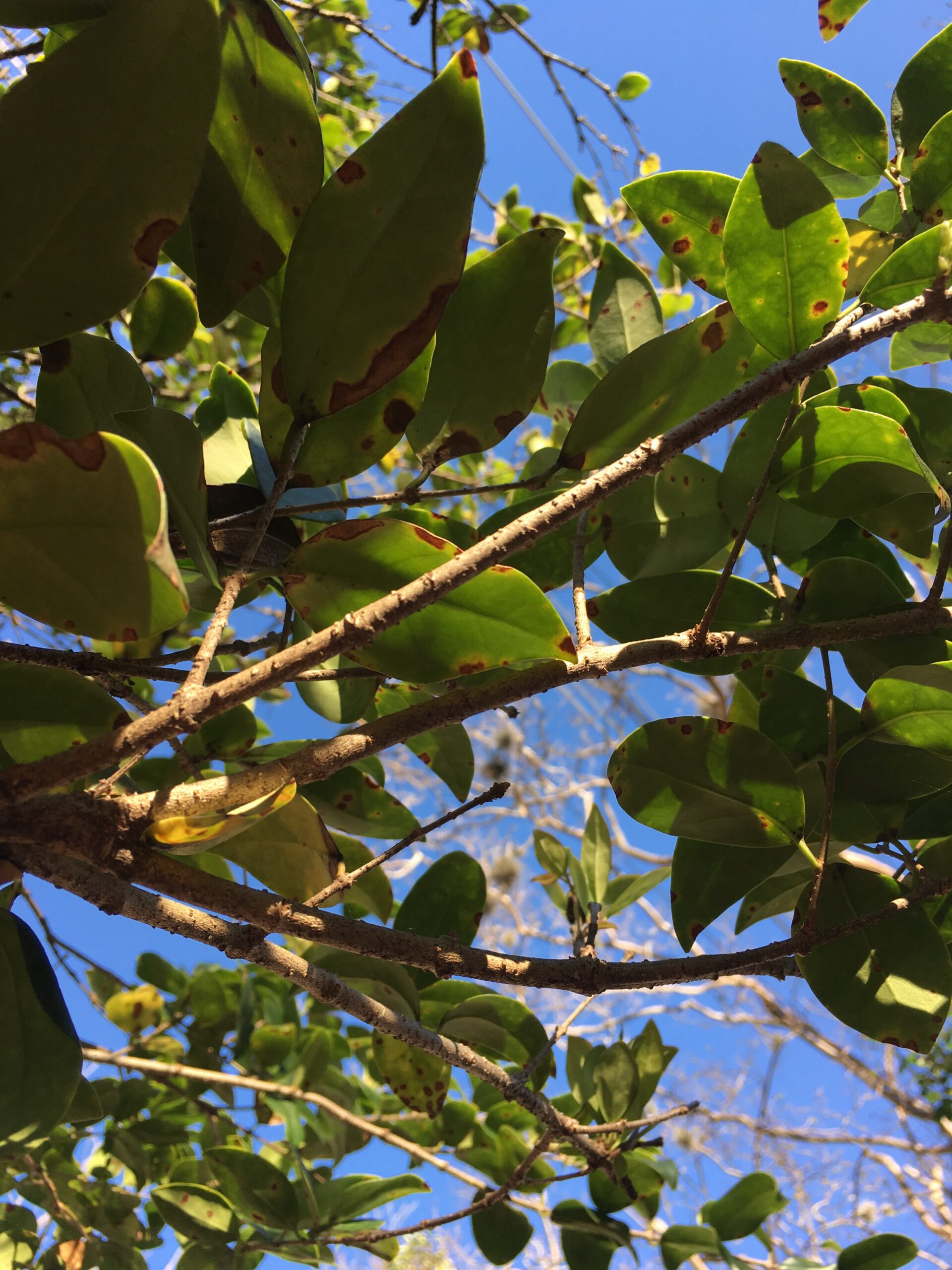 Reading Under a Tree