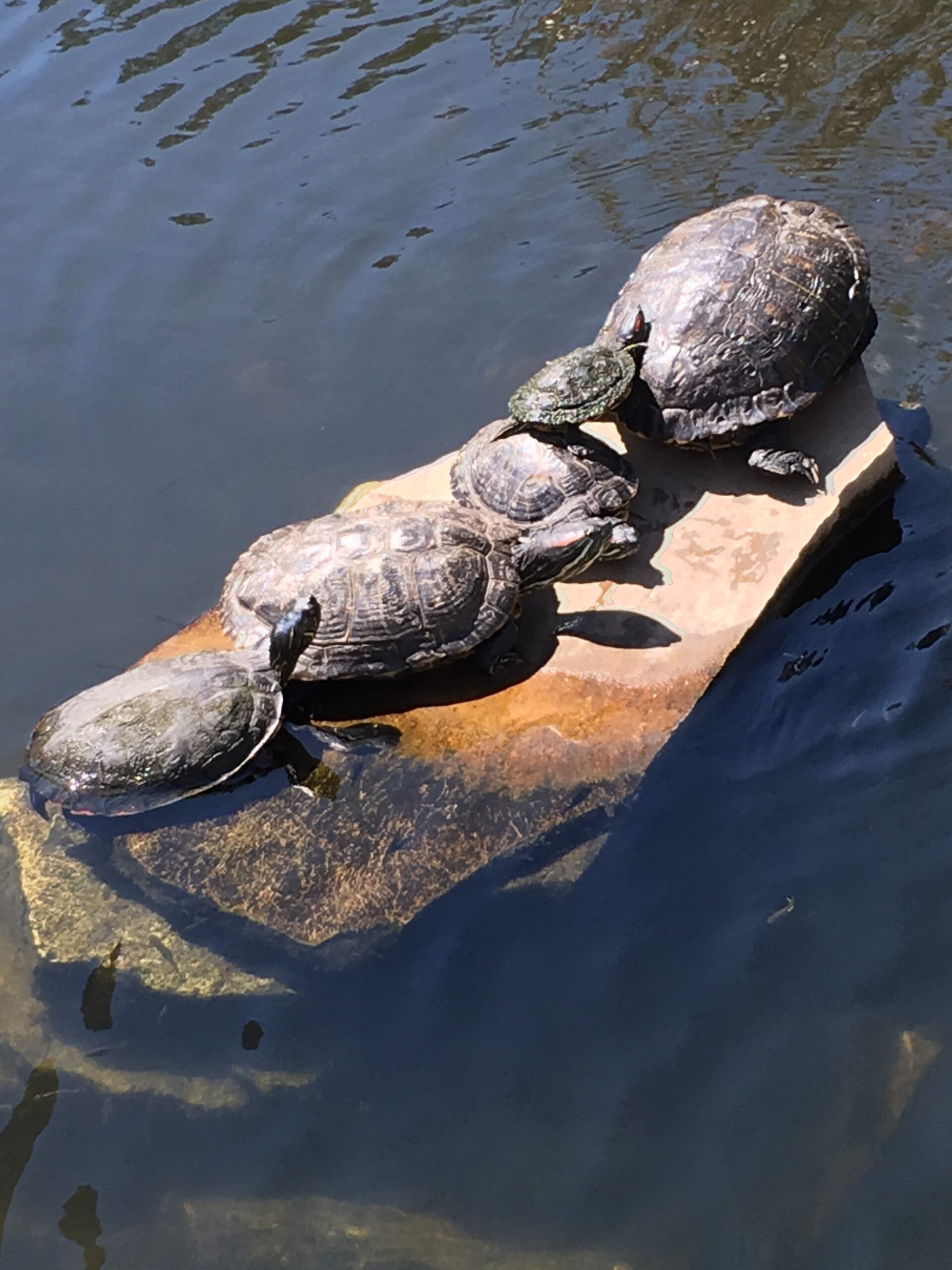 Turtle Pile