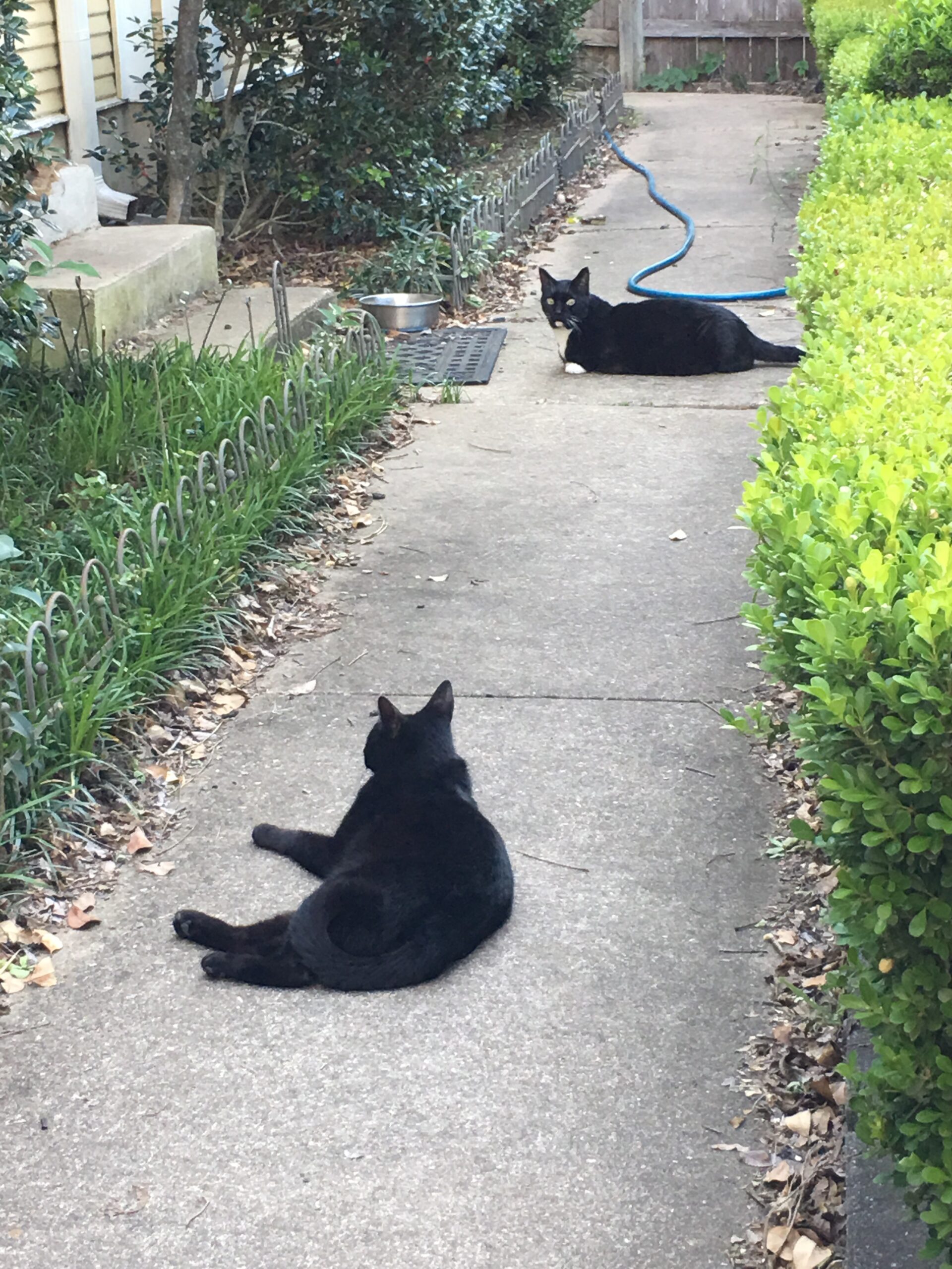 Crabby Neighborhood Cat