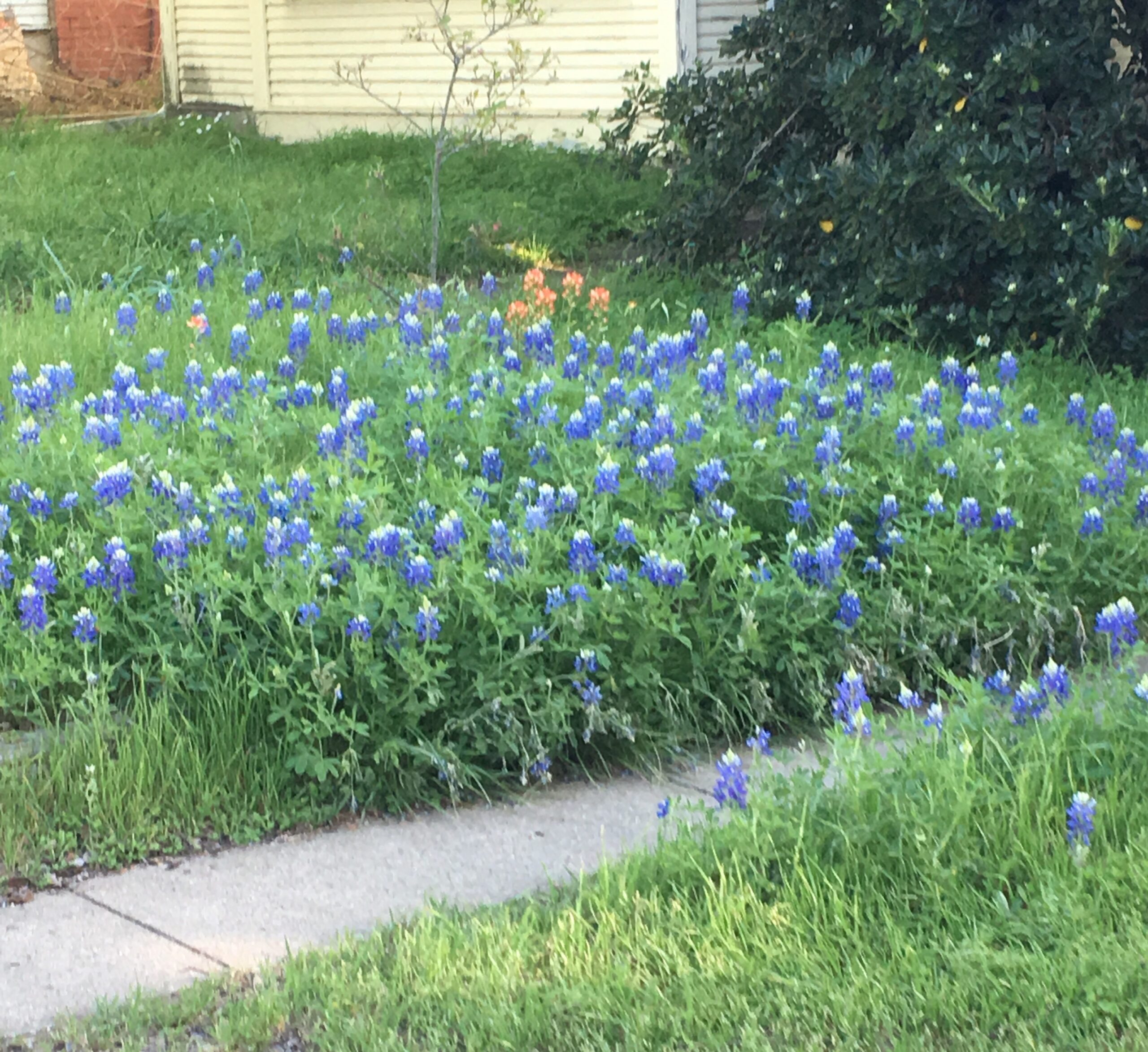 Bluebonnets