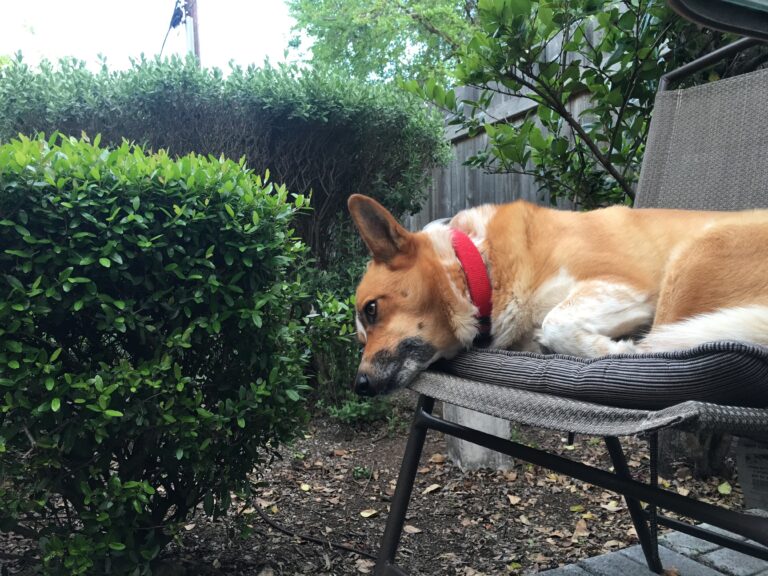 The Sadness of the Whale