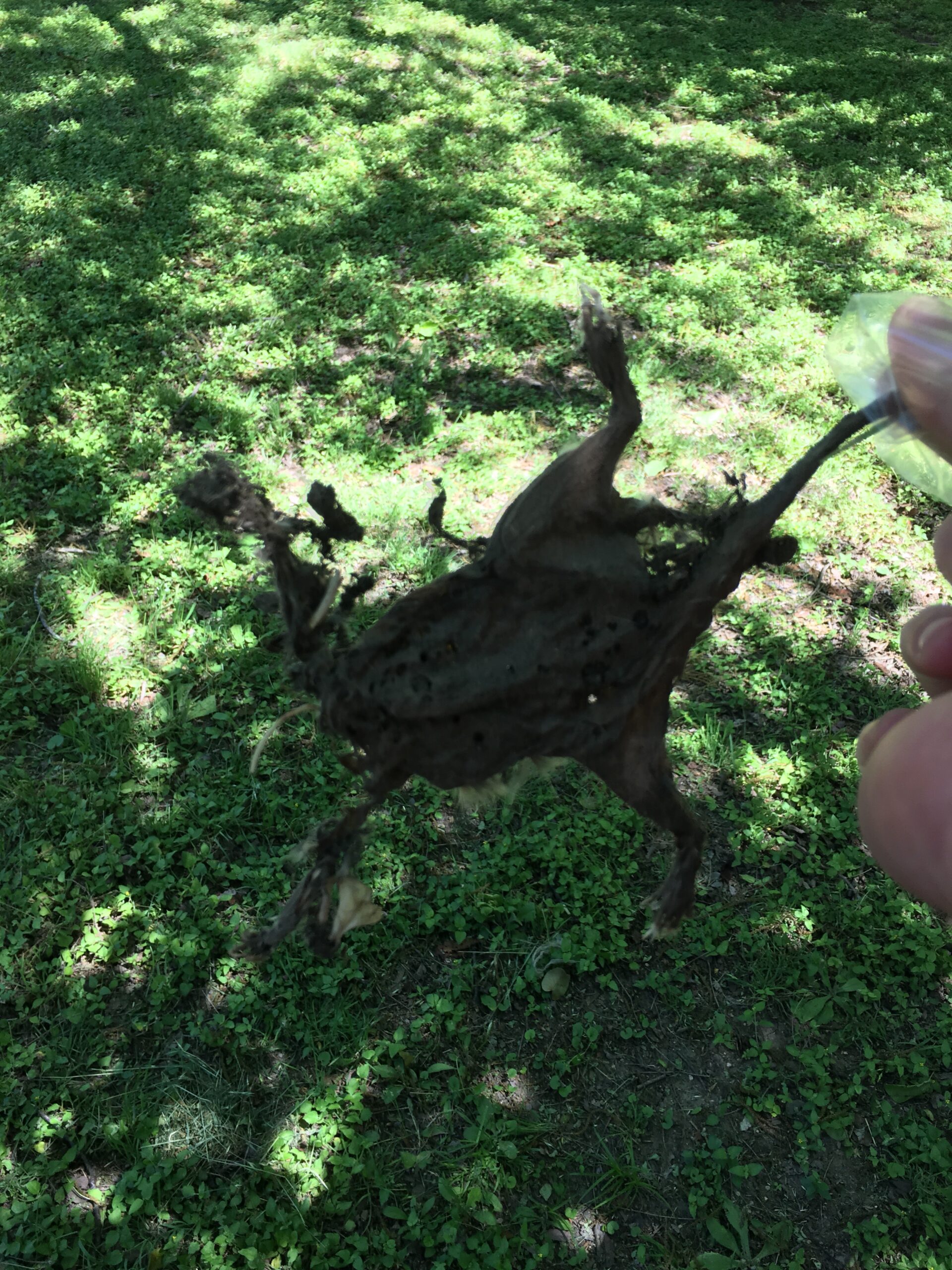 World’s Flattest Mouse, Thanks Cats