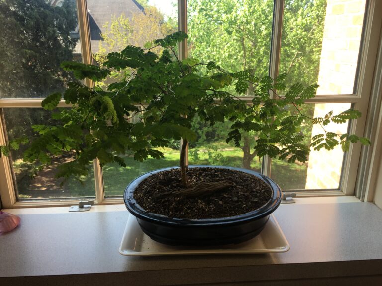Bonsai Tree