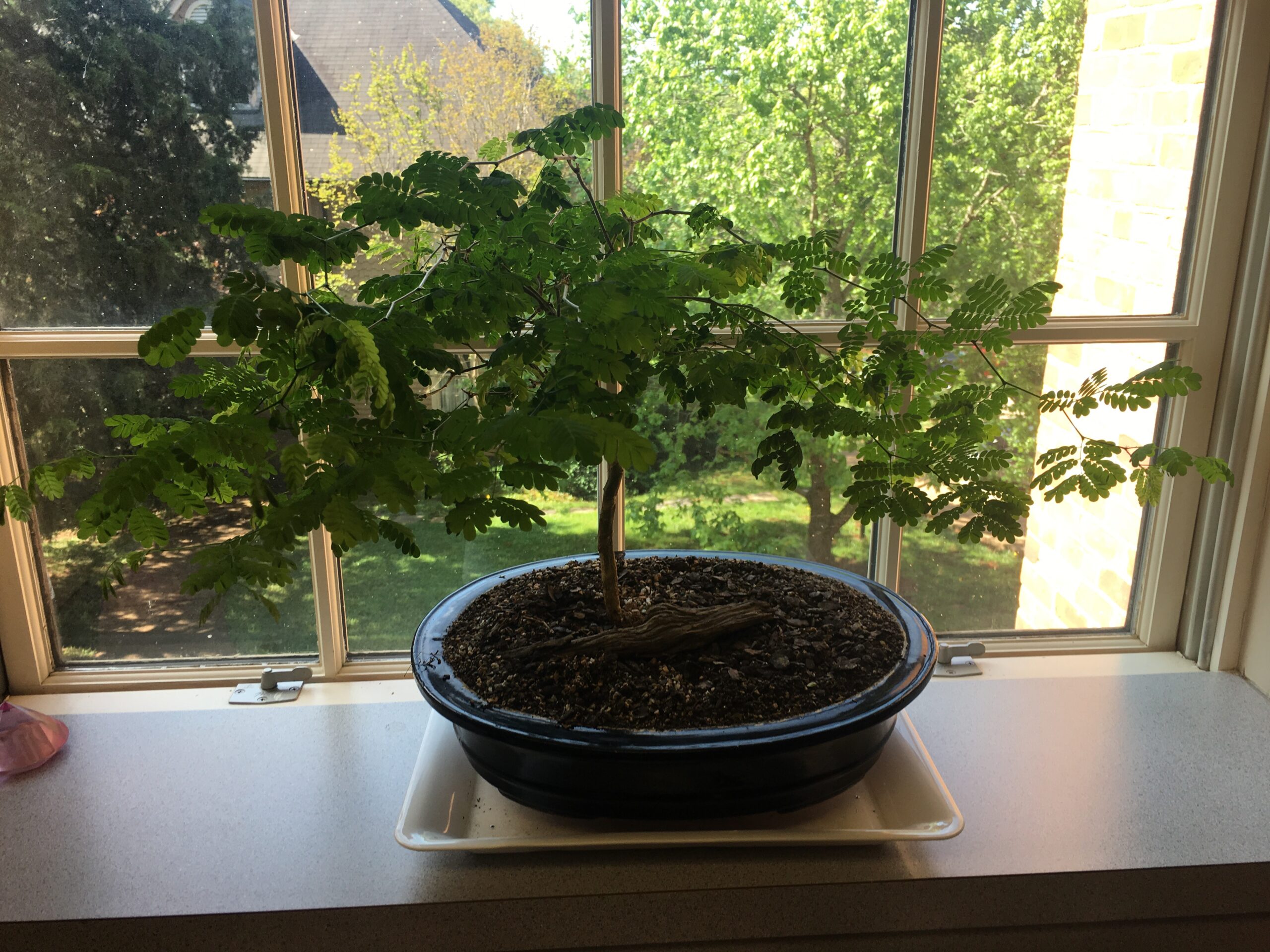 Bonsai Tree