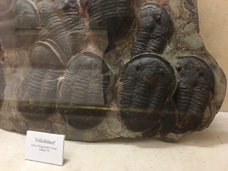 Trilobites!