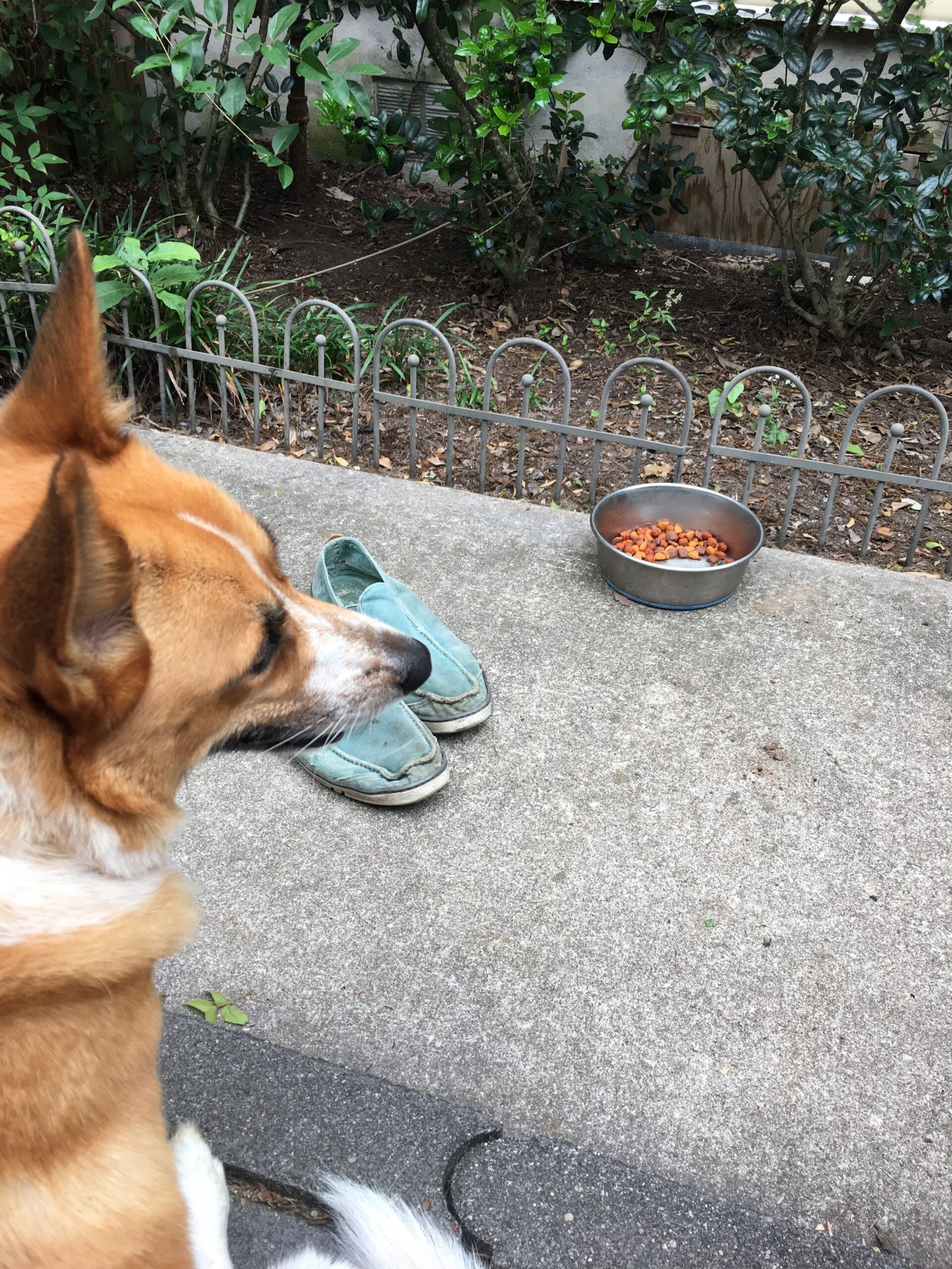 Dog, Shoes, Food