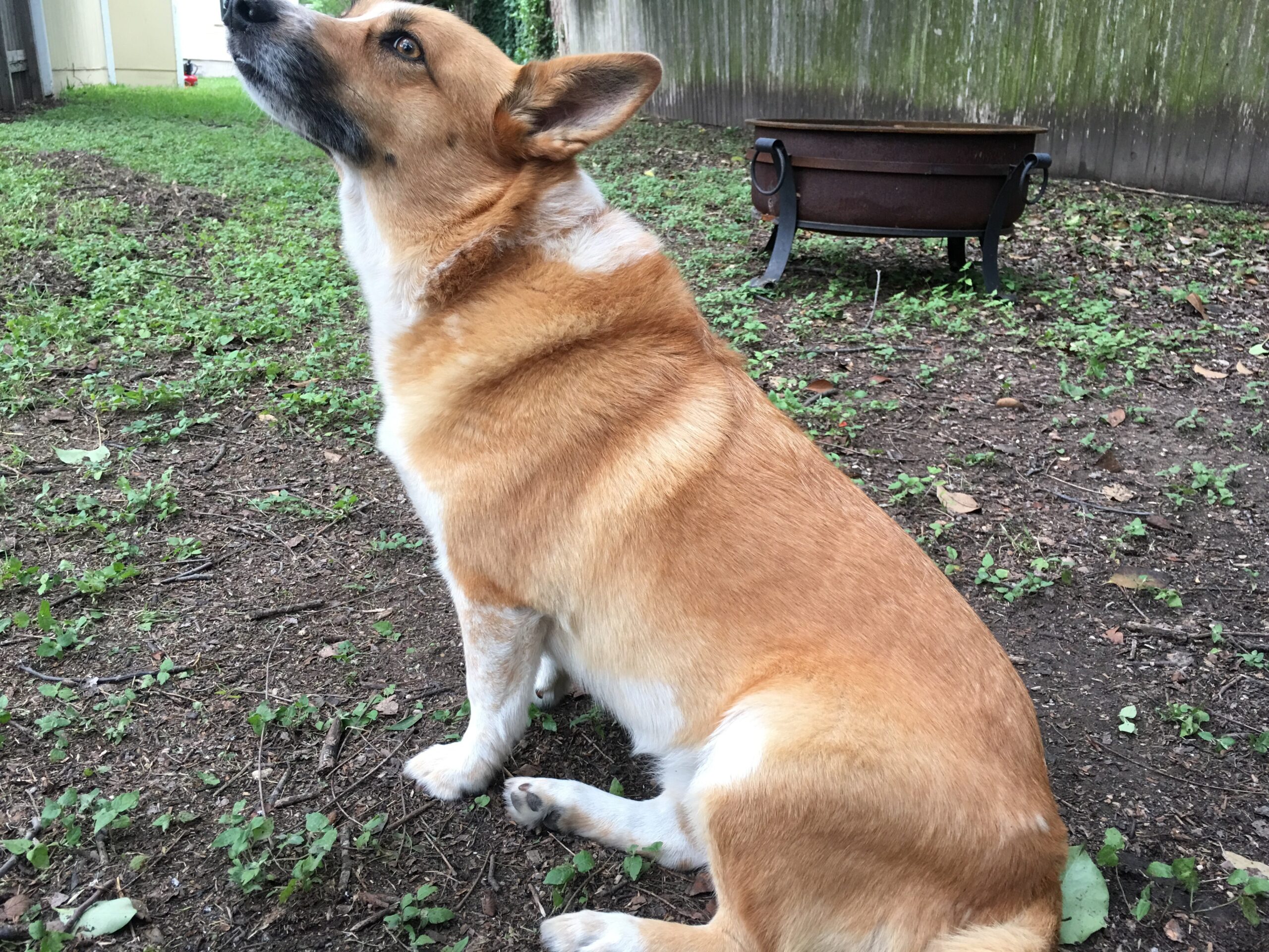 Which Leg Is Not Attached?