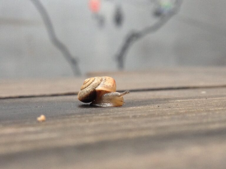 Snail